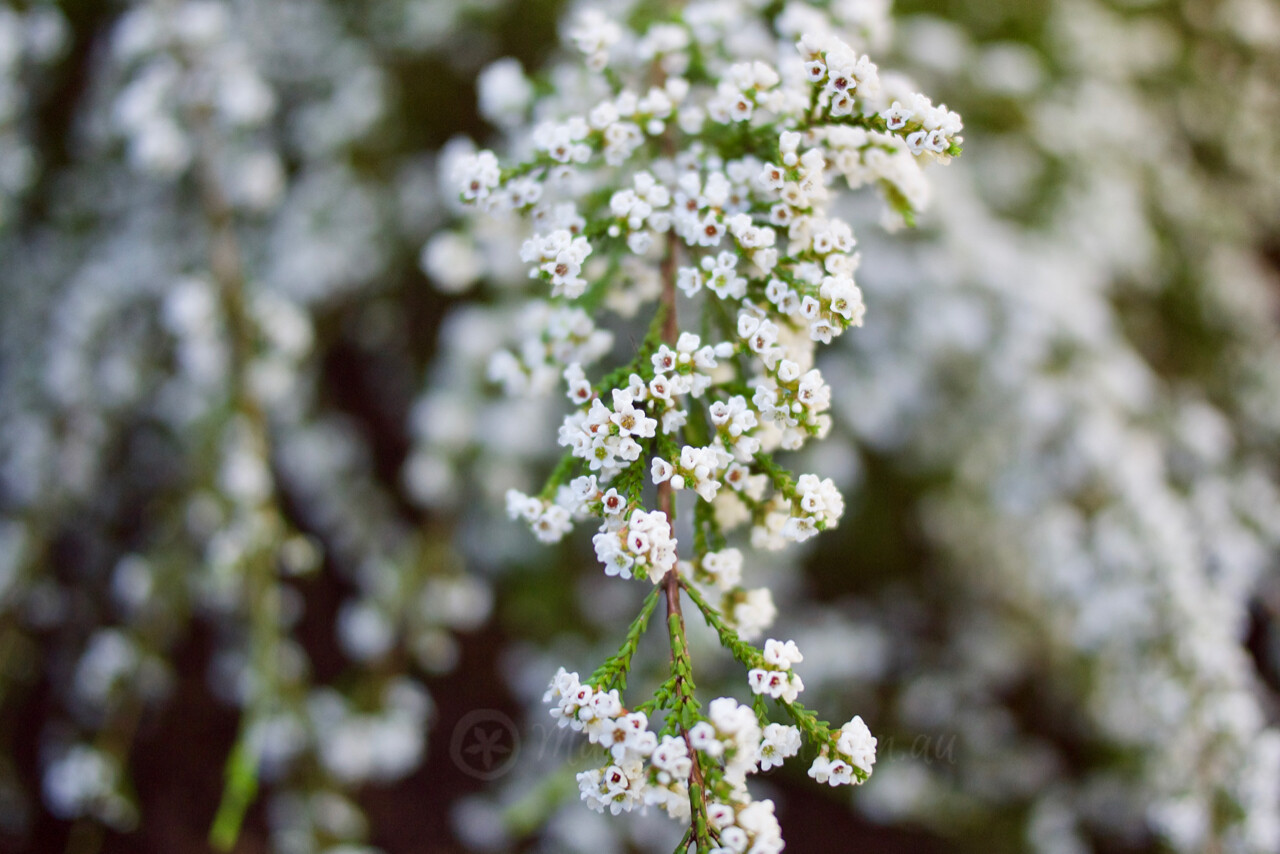 Dainty and Delightful Fringe Myrtle: Micromyrtus ciliata