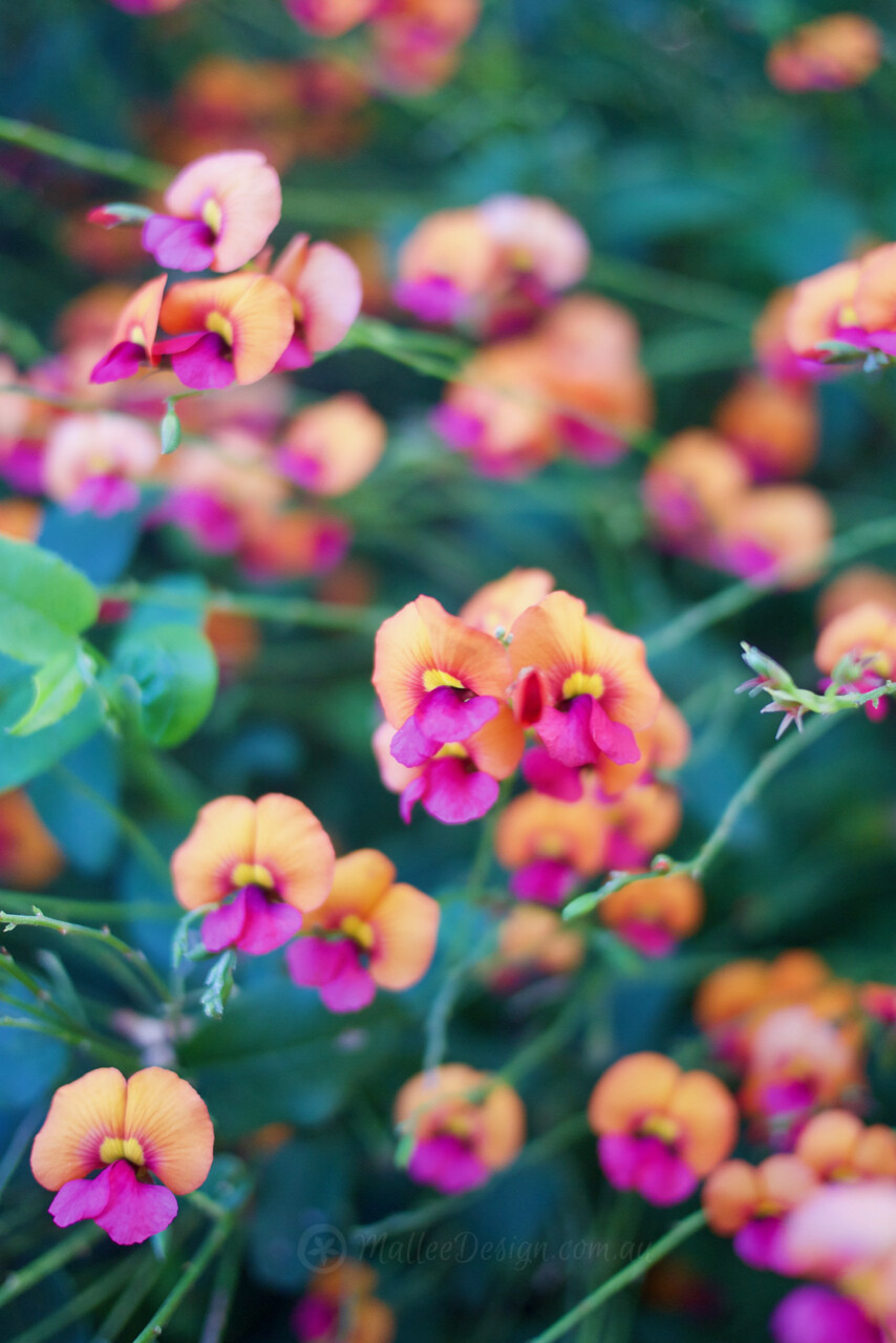 The Partying Pea: Chorizema cordatum