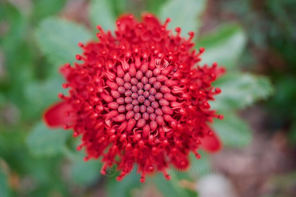 After a Fire ... P1480872