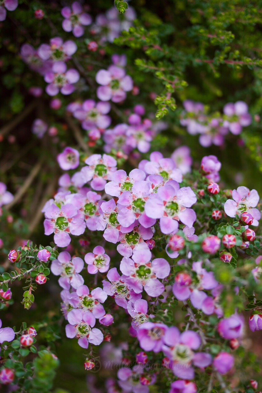 The densely layered Leptospermum rotundifolium ‘Julie Ann’