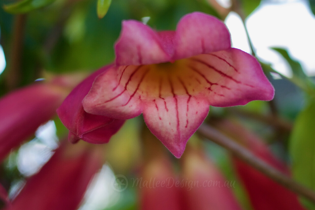 Try something exotic! Tecomanthe hillii