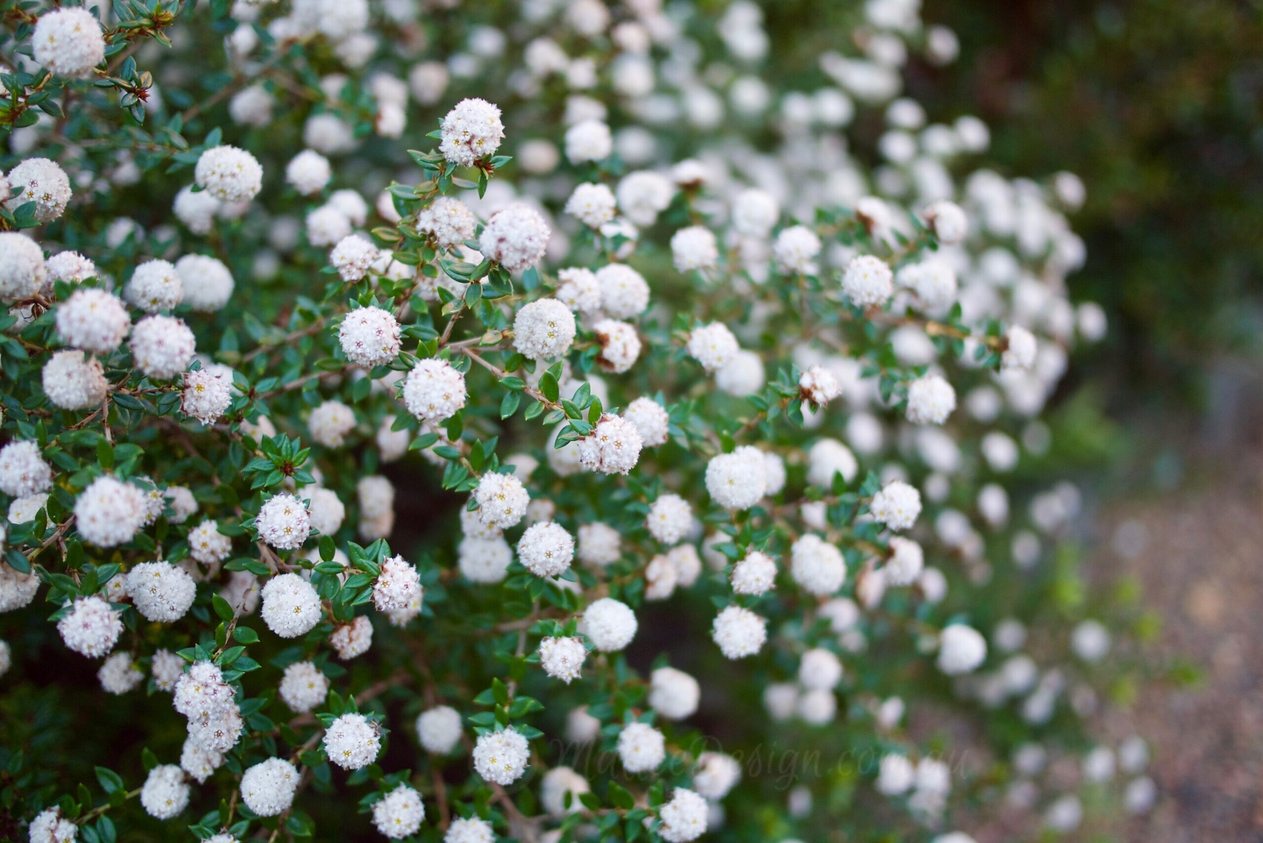 Something a little different: Stenanthemum scortechinii