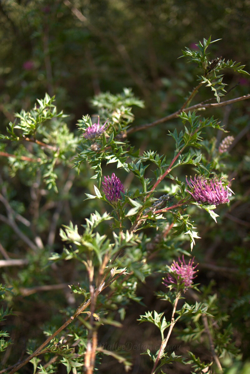 The pretty prickly Grevillea acanthifolia