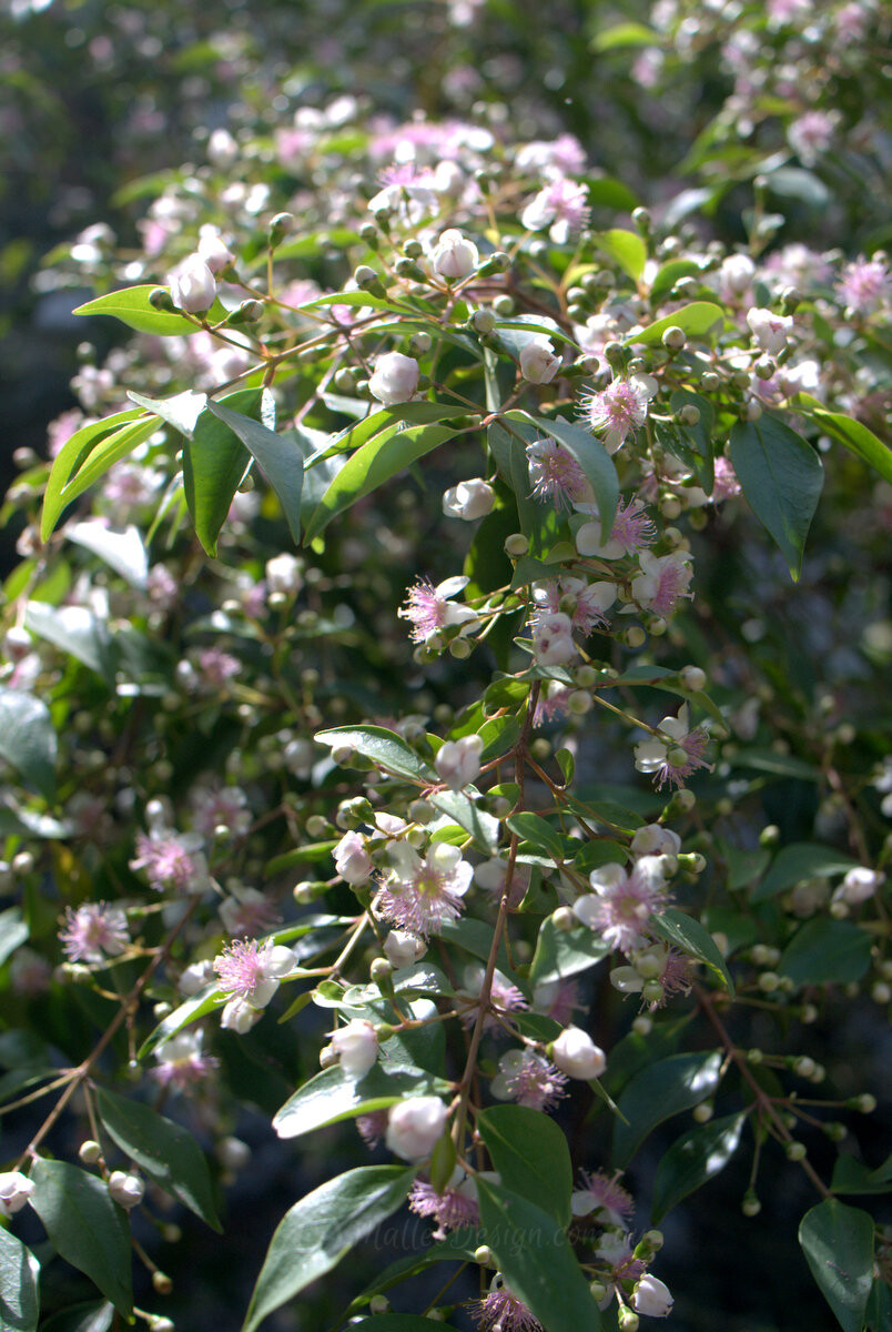 As delicate as a rose: Archirhodomyrtus beckleri