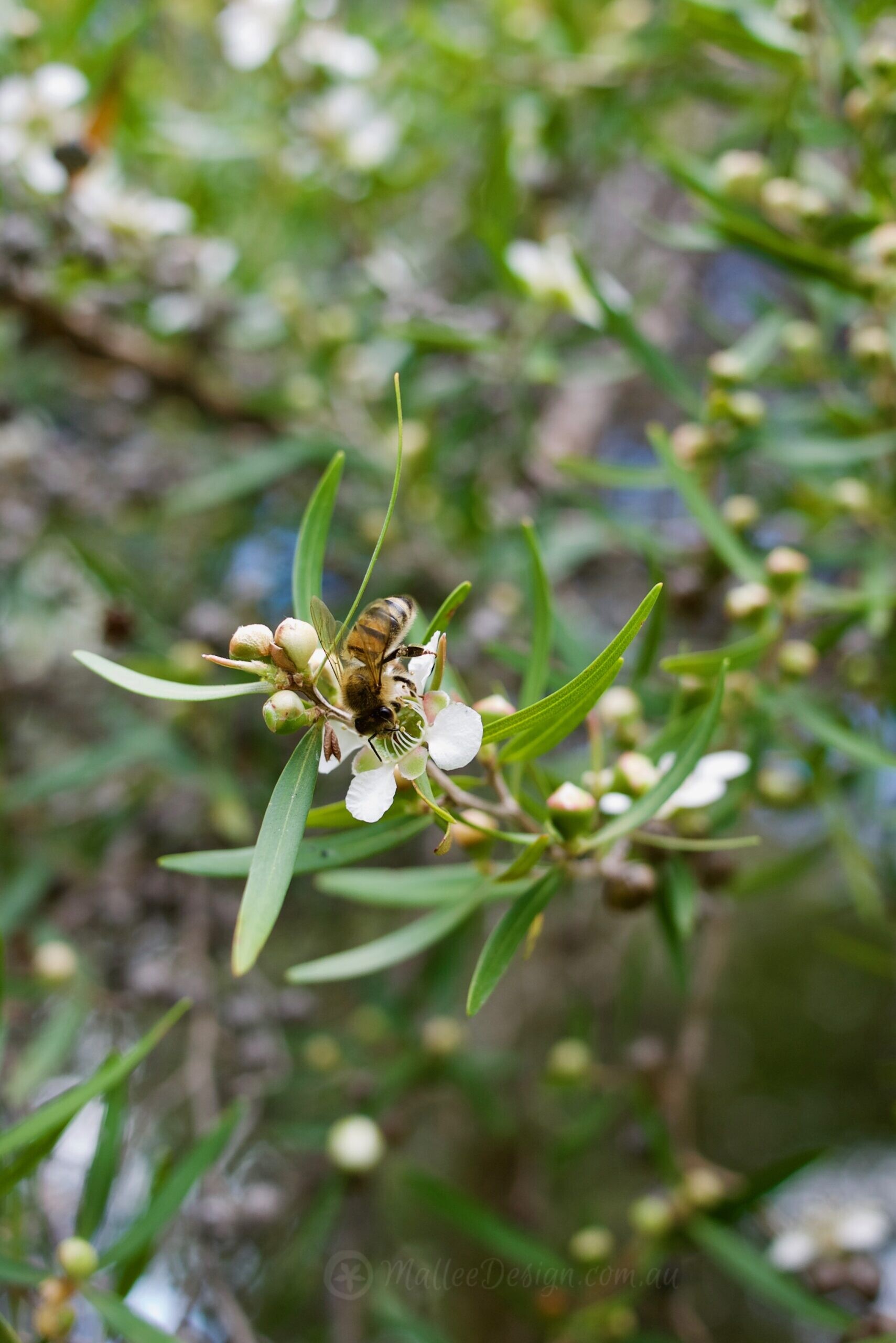 Small Scented Shade Tree: Leptospermum petersonii