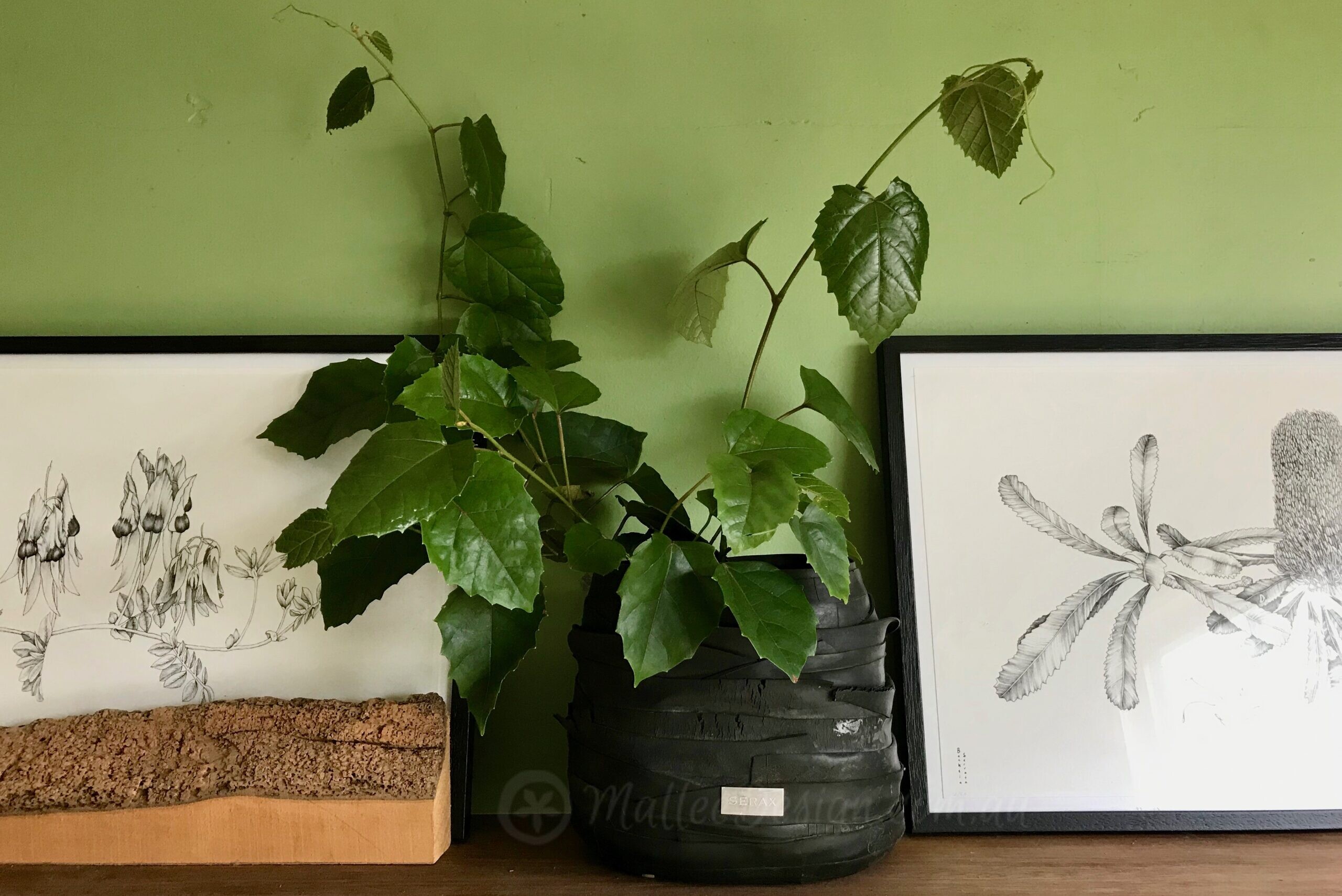 Growing Natives Indoors