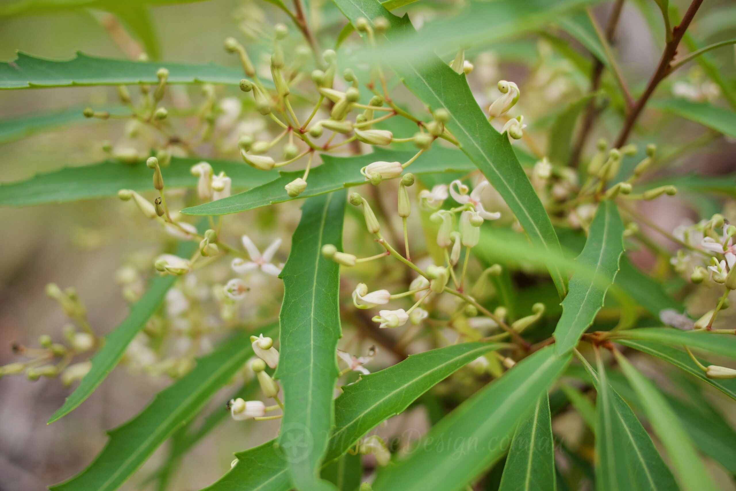 The very versatile Lomatia myricoides
