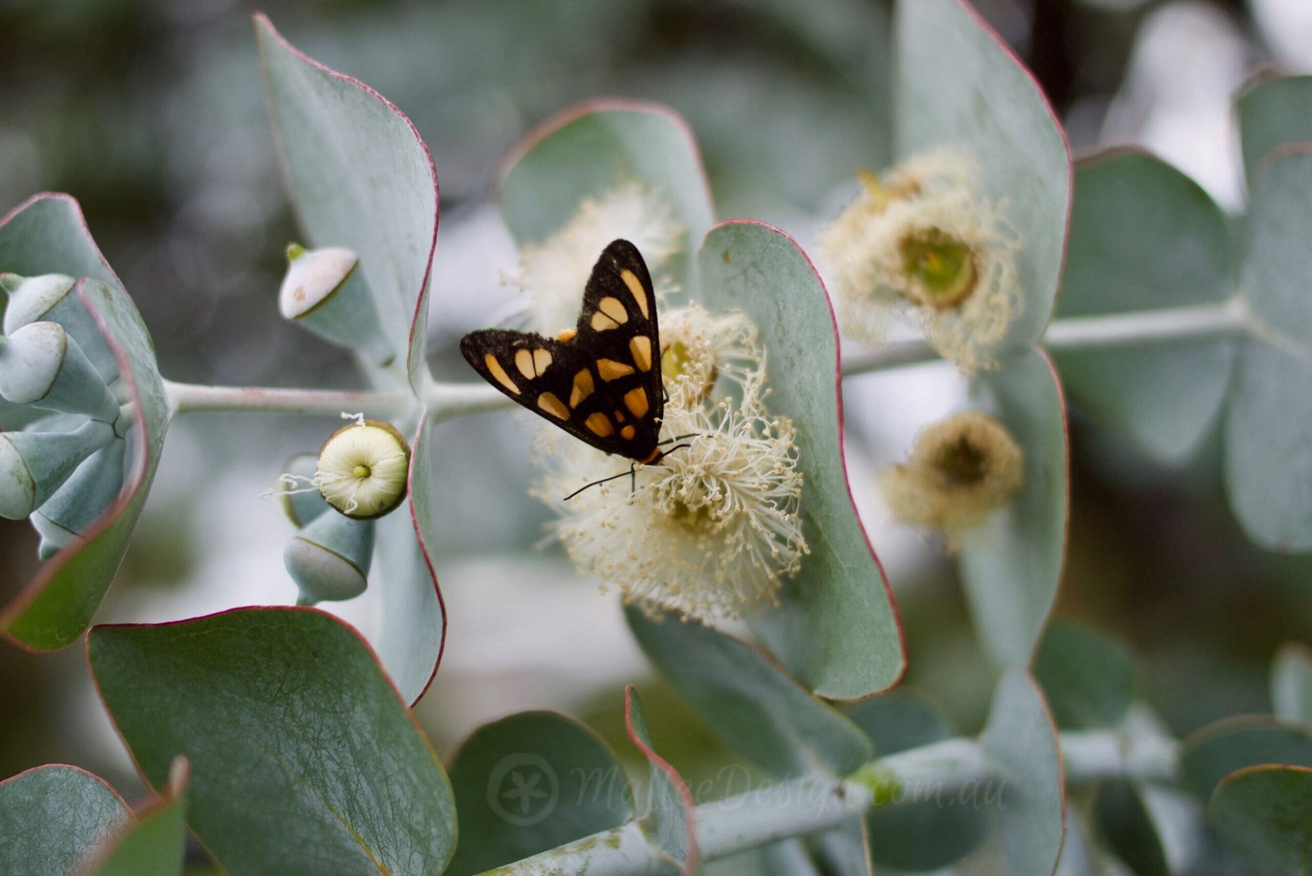 Happy Eucalypt Day! Eucalyptus pulverulenta ‘Baby Blue’
