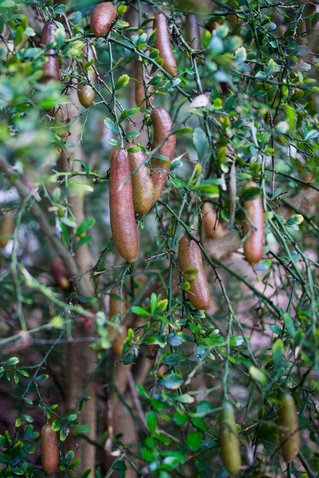 Finger Limes loving the shade - Citrus australasica P1510008