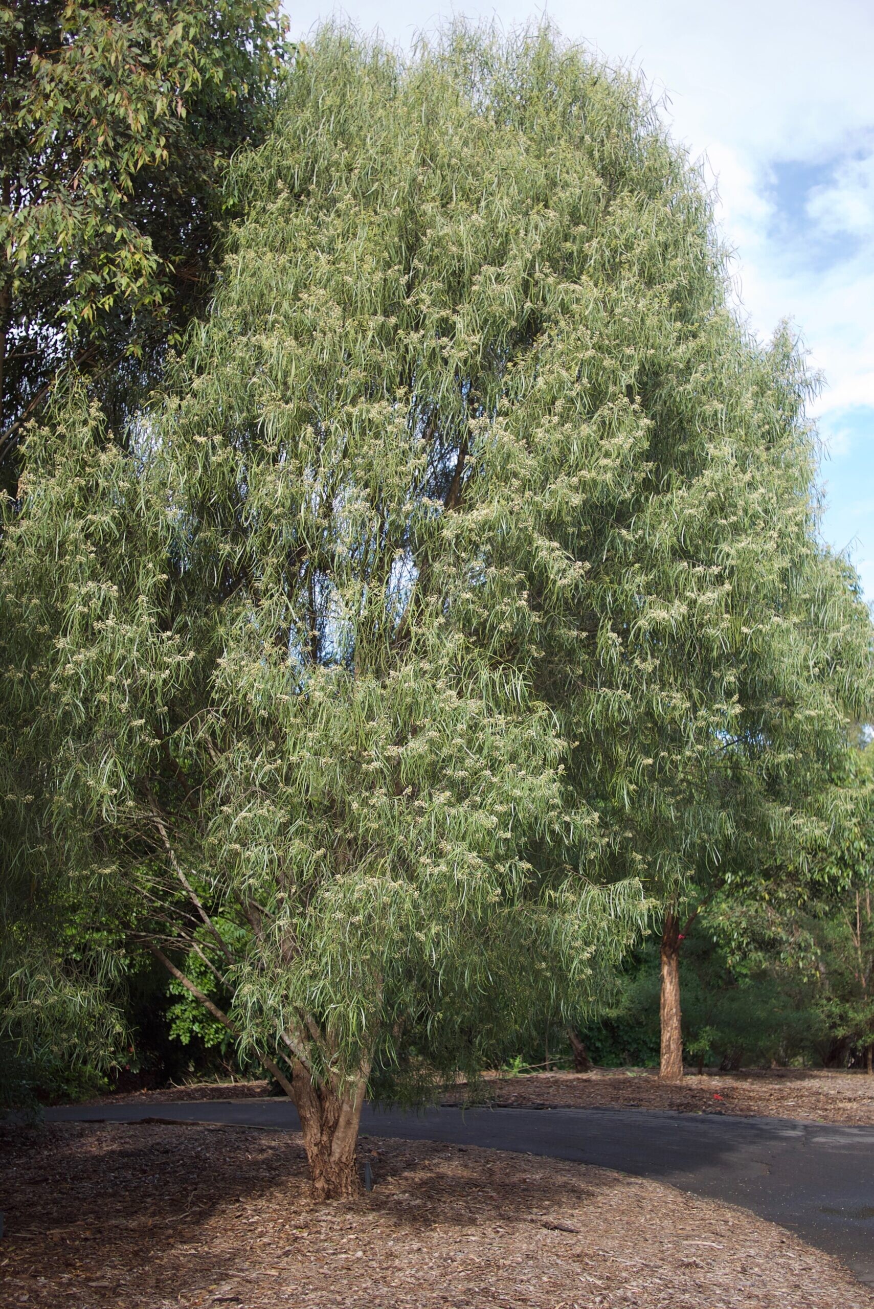 The Elegant Wilga: Geijera parviflora