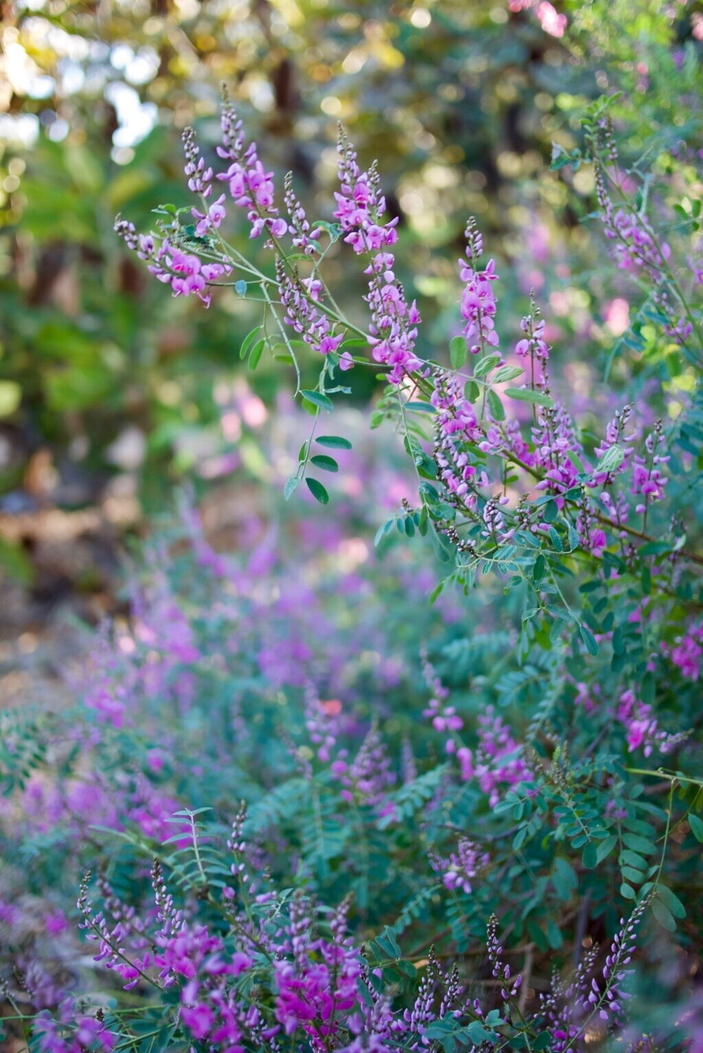 The little purple pea that could: Indigofera australis P1330685