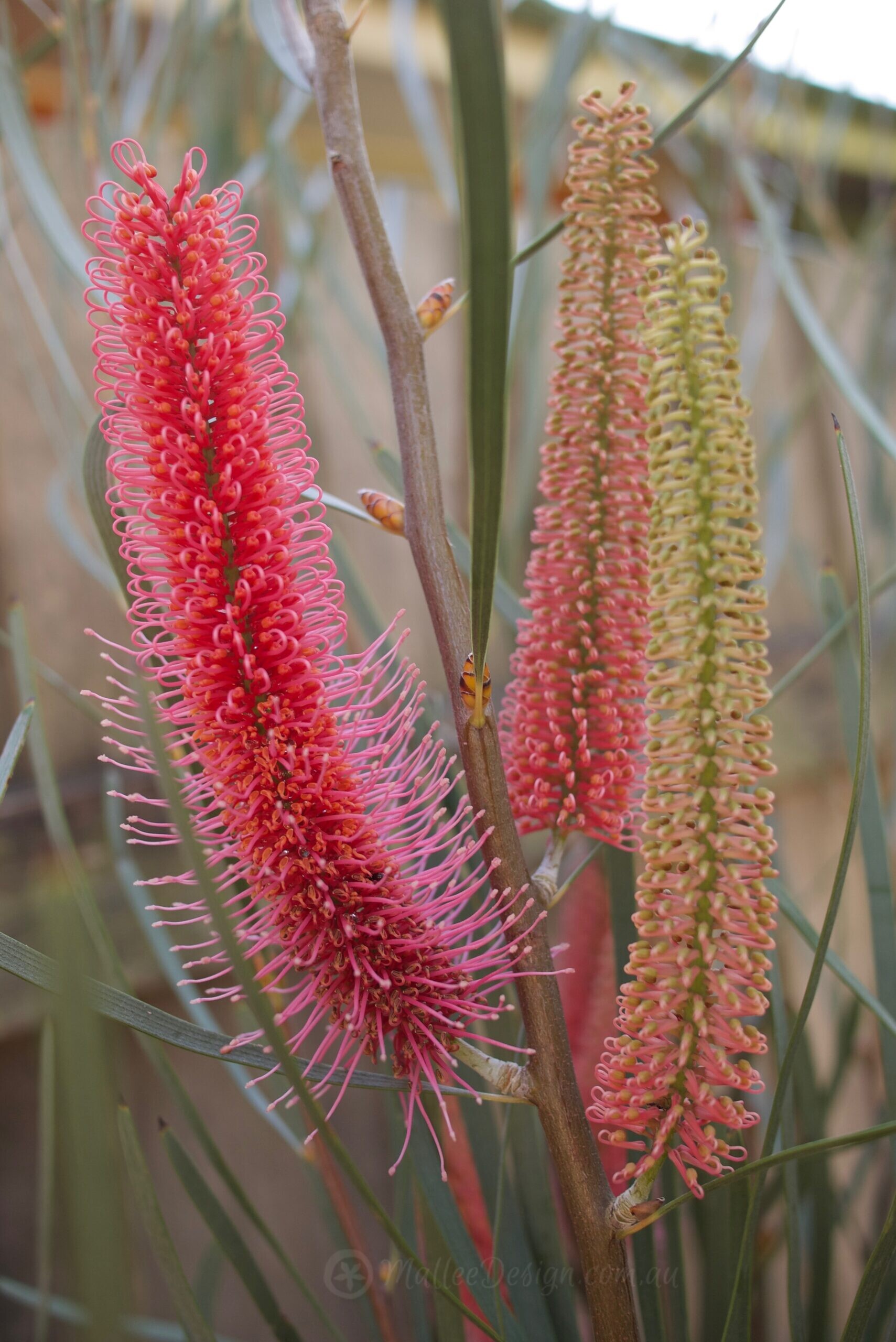 A Portrait of a Flower: Hakea francisiana