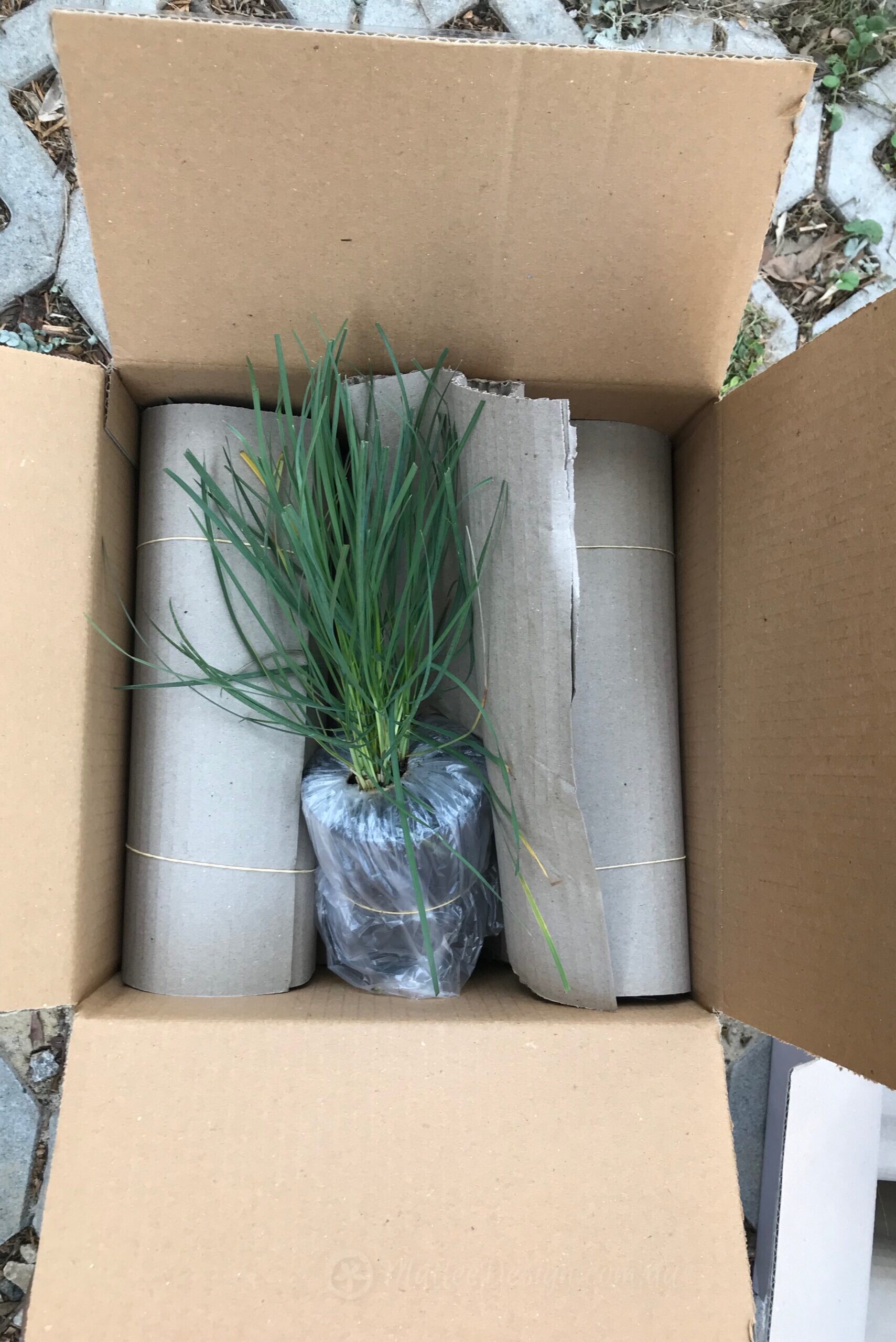 Trialling Online Native Nurseries