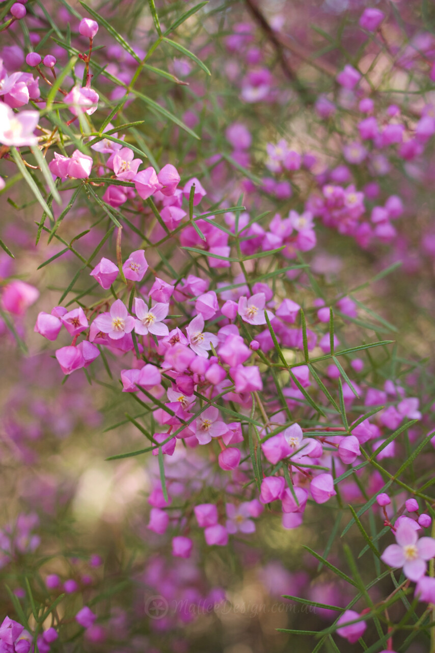 Wildflowers of the Illawarra