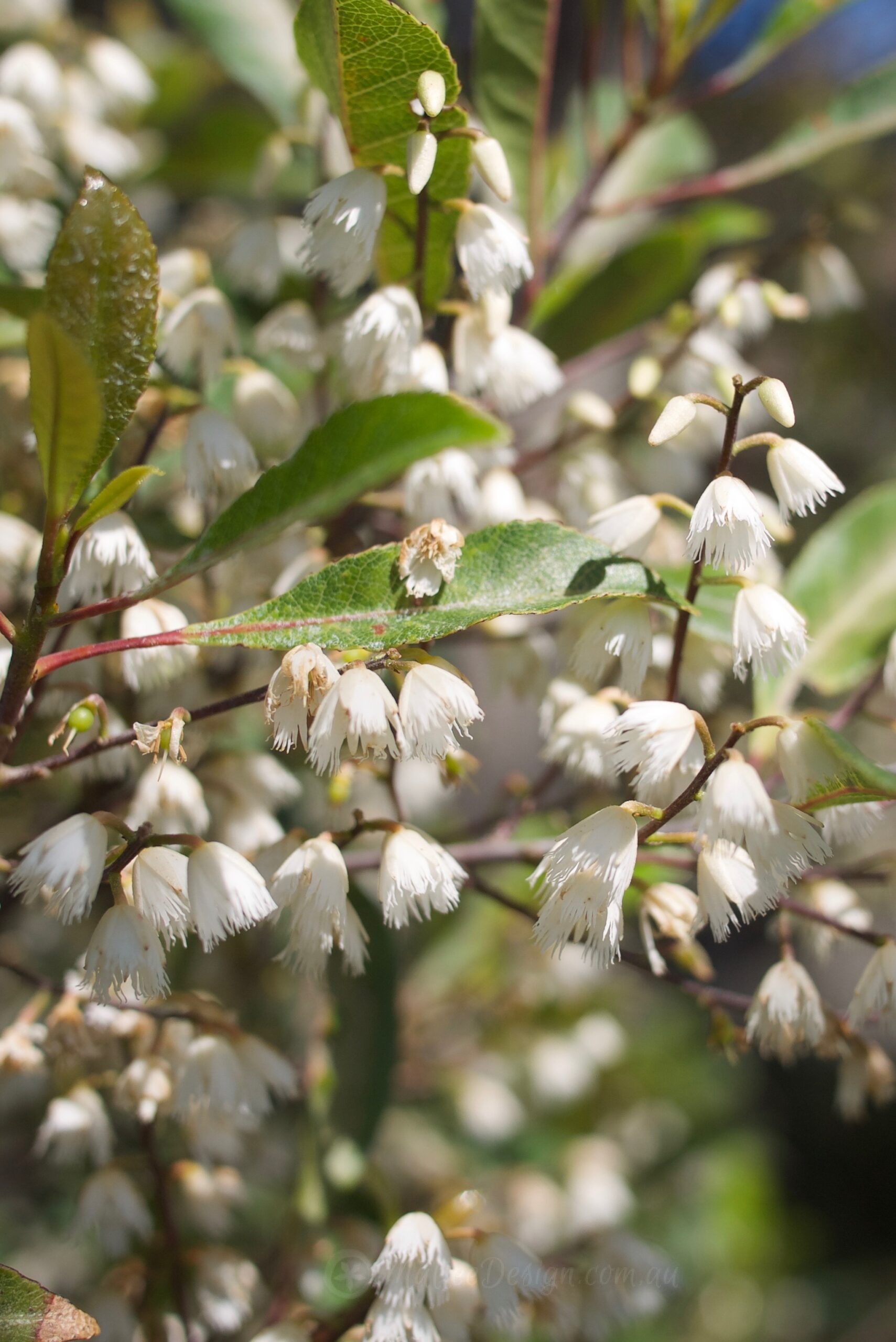 White or Pink? How do you like your Blueberry Ash?