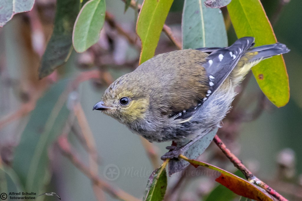 Inala Conservation Reserve: Bruny Island