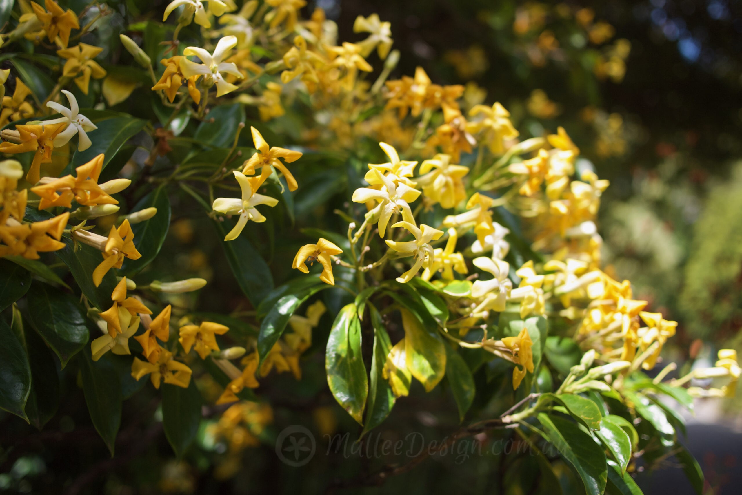 Summer Scents: Hymenosporum flavum