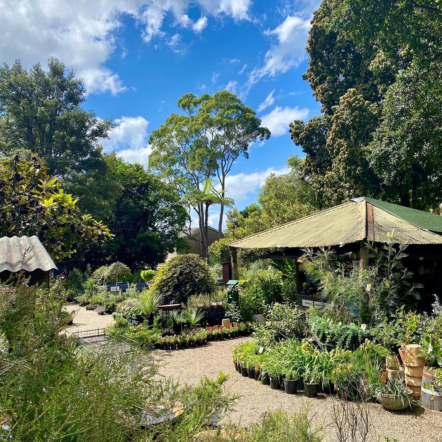 Native Nurseries Across Australia