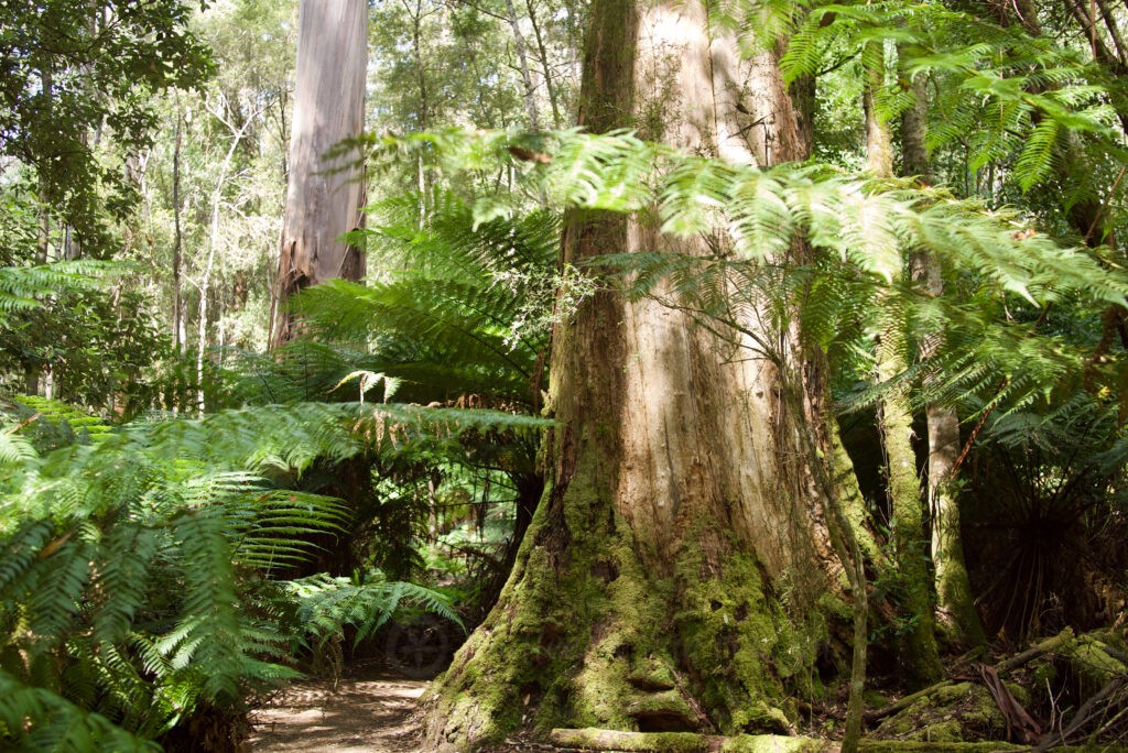 The Tallest Flowering Trees: Eucalyptus regnans P1540788