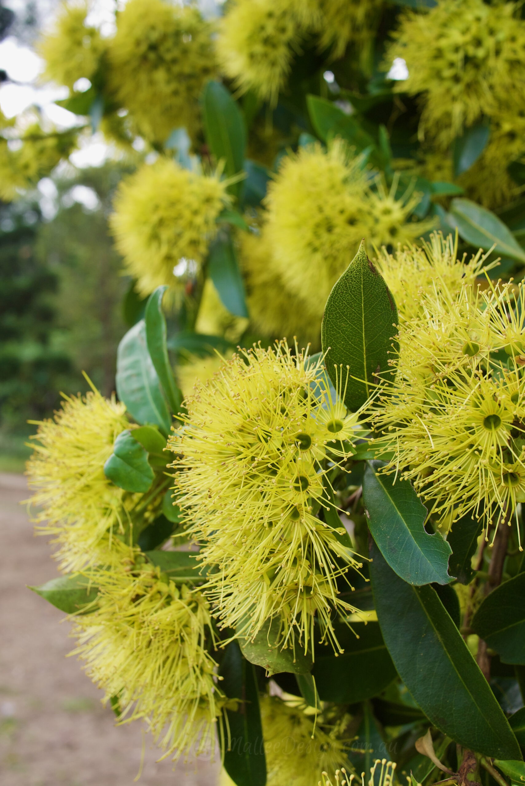 Luscious, Dense and Green: Xanthostemon chrysanthus