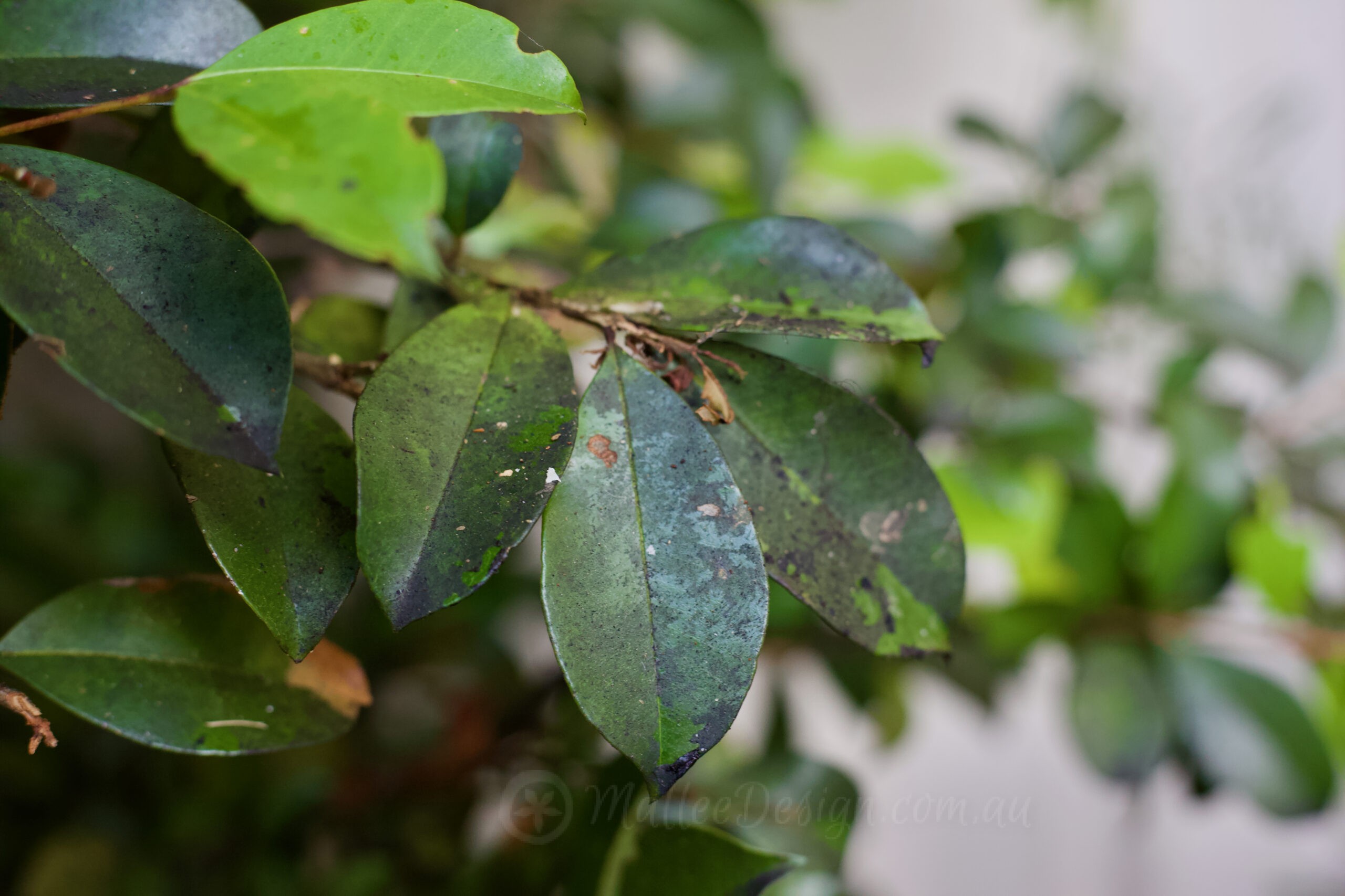 Help! What’s wrong with my Plants?