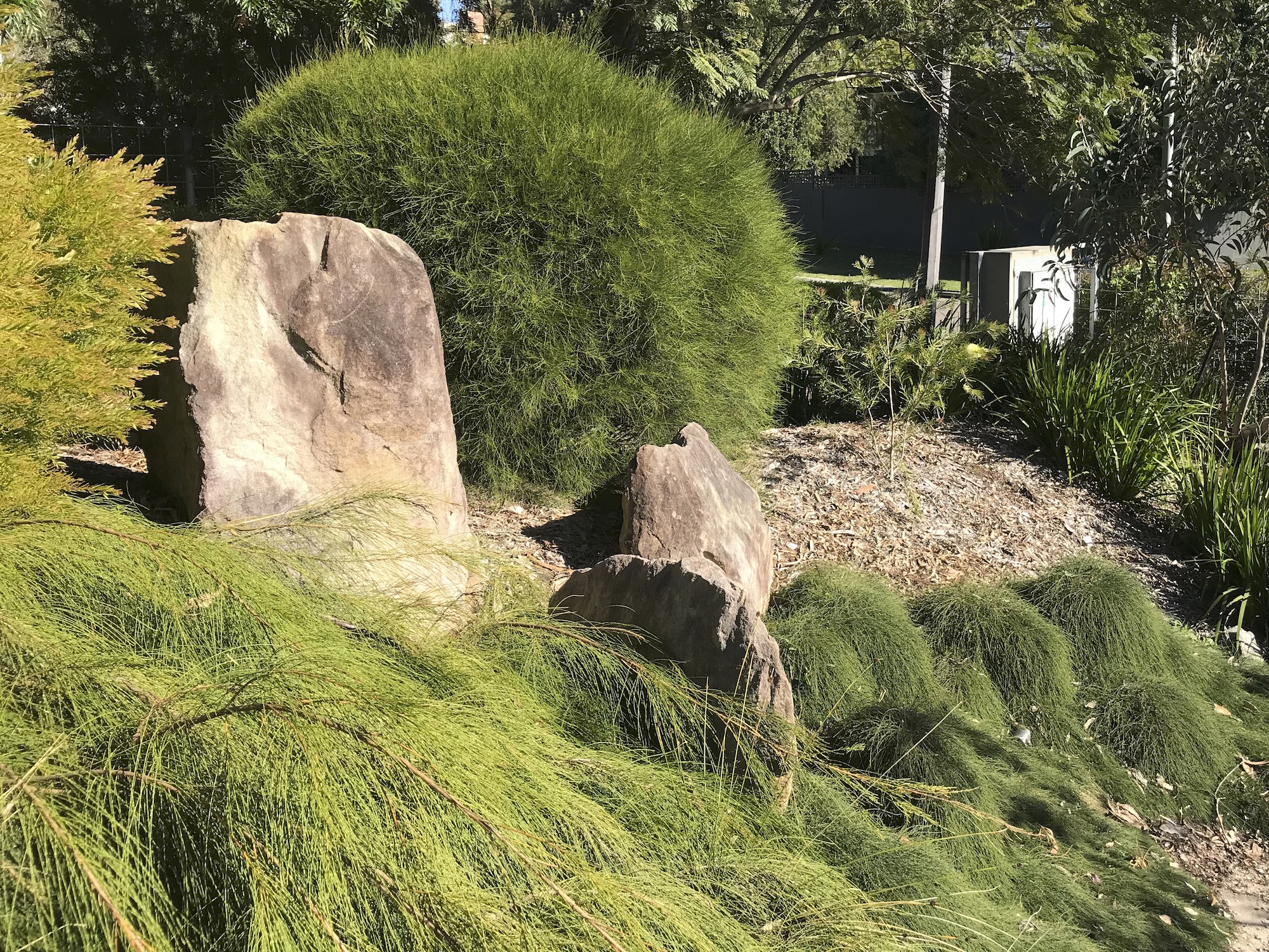 What to Plant for Poorly Drained Soils