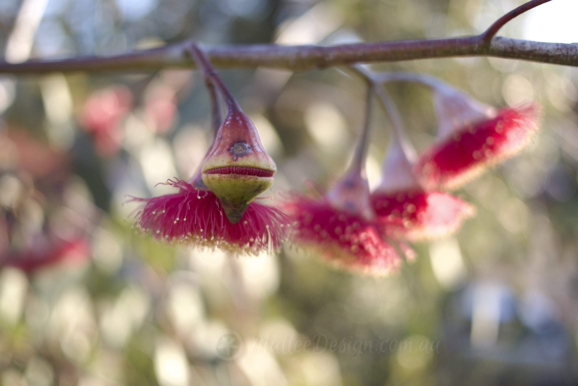 Gardening for Wellbeing