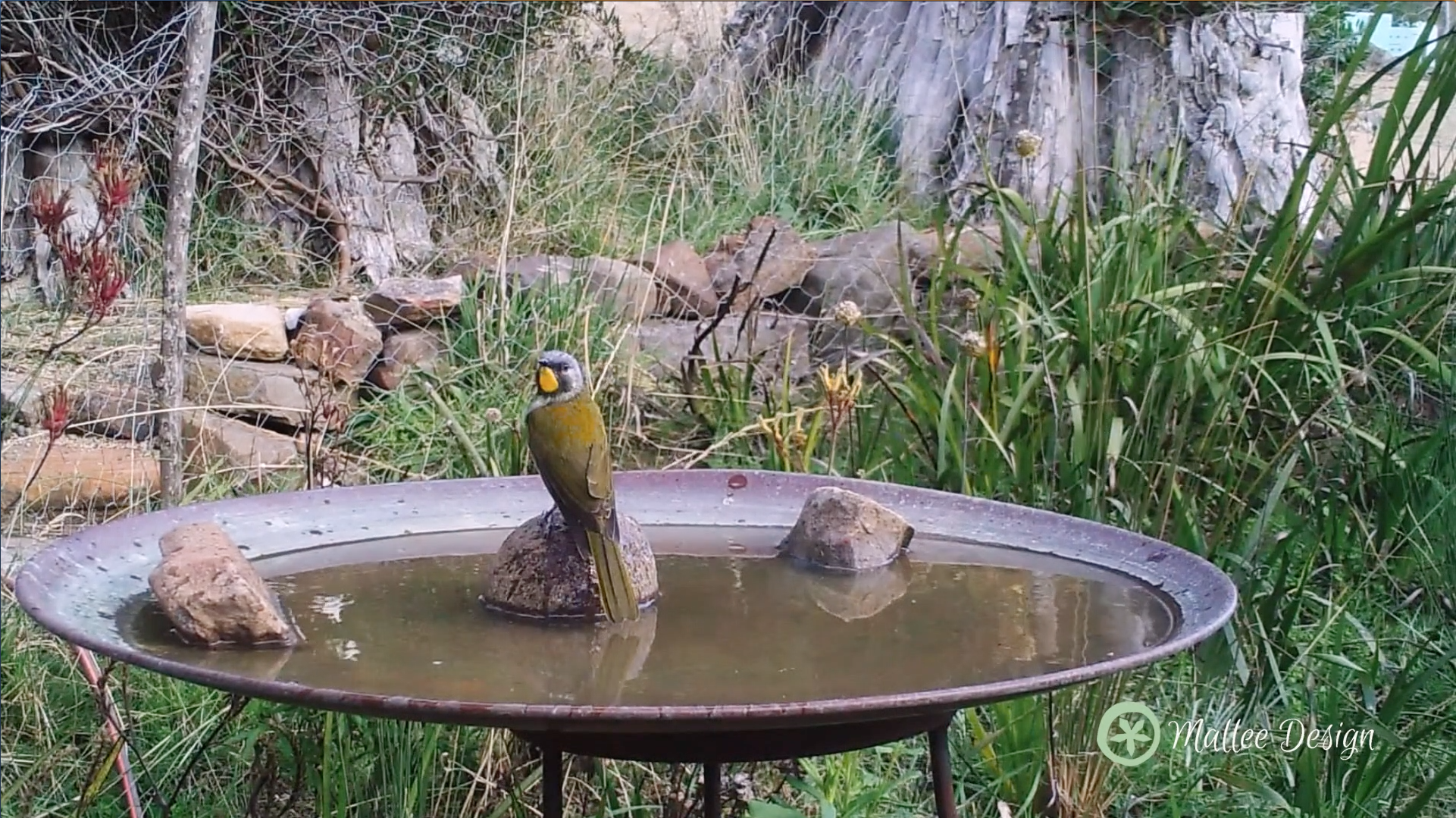 Bird Nerd-ing in a Mallee Birdbath
