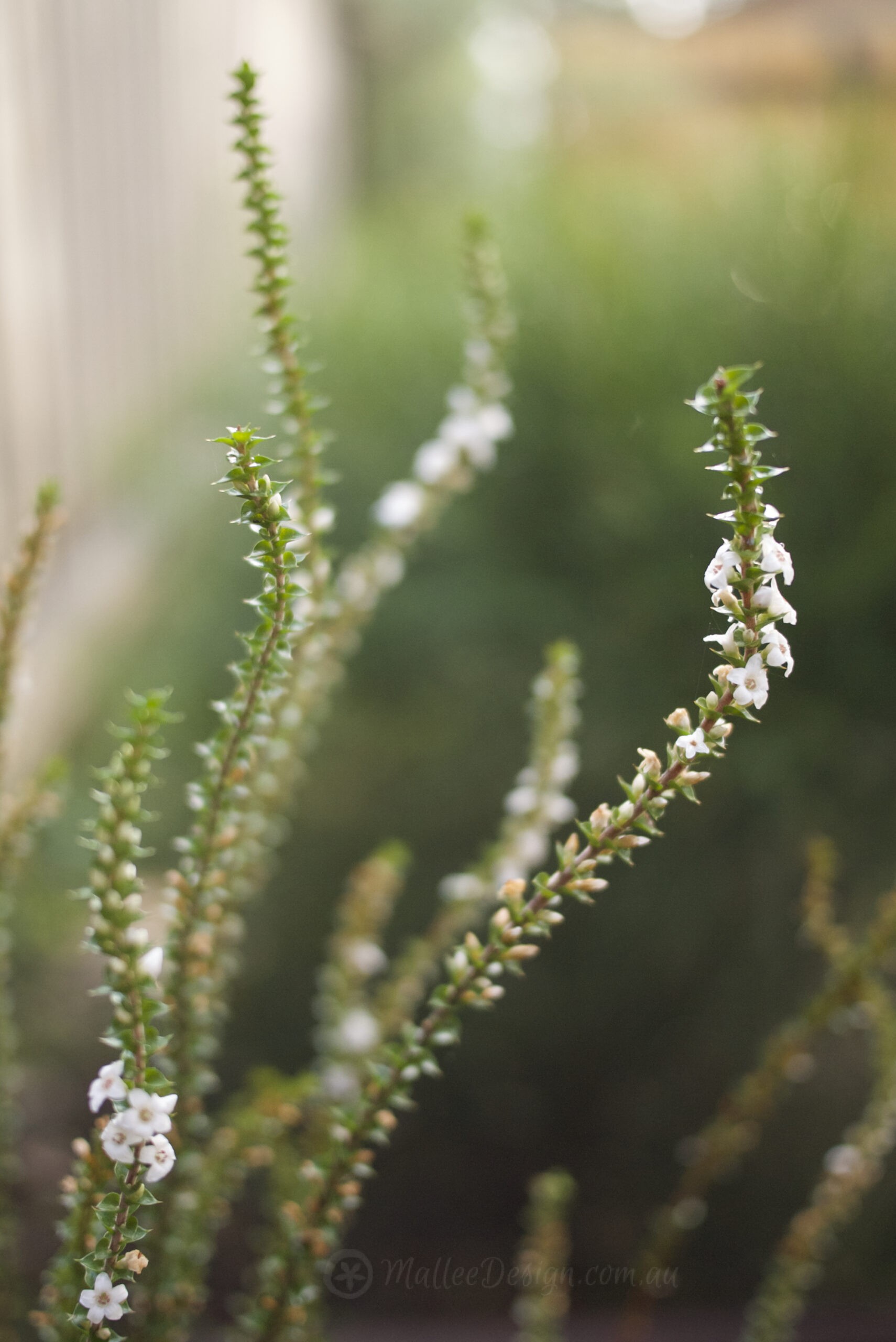 Native flowers in the deepest dark of Winter