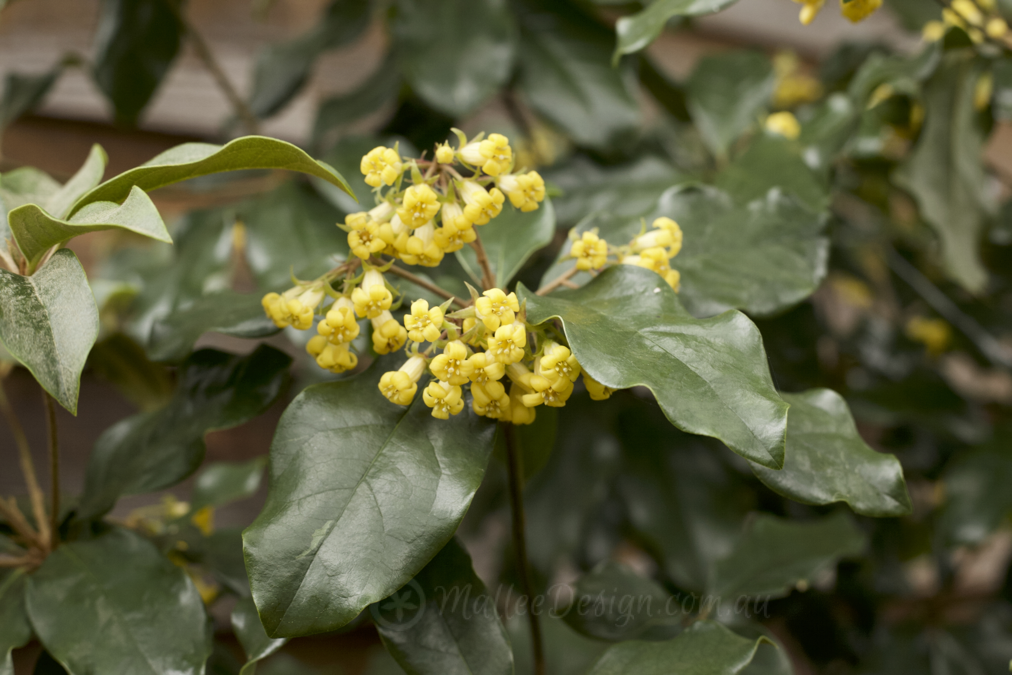 Pittosporum revolutum: Ornamental shade for the senses