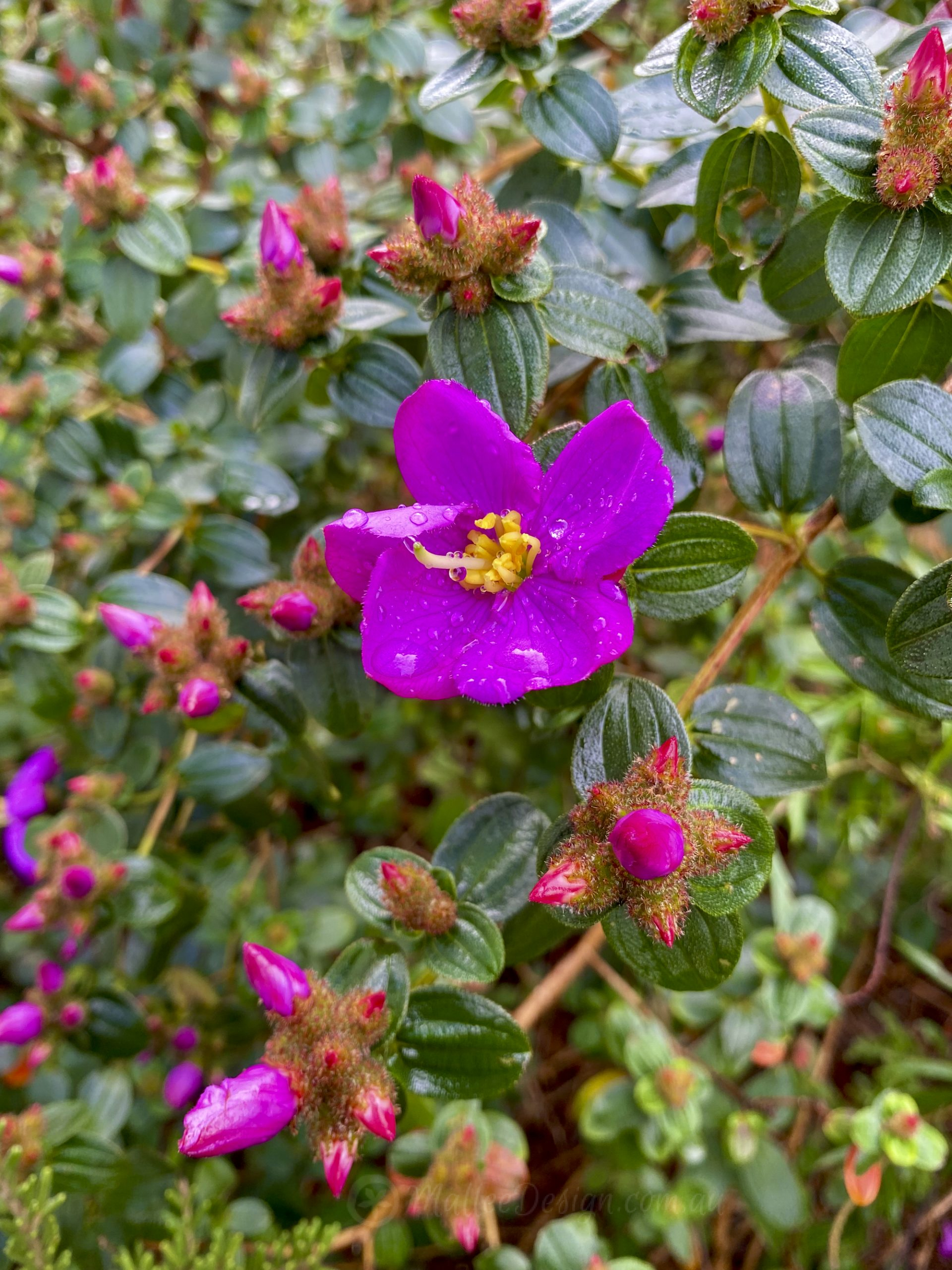 Bold Blue Tongue: Melastoma affine