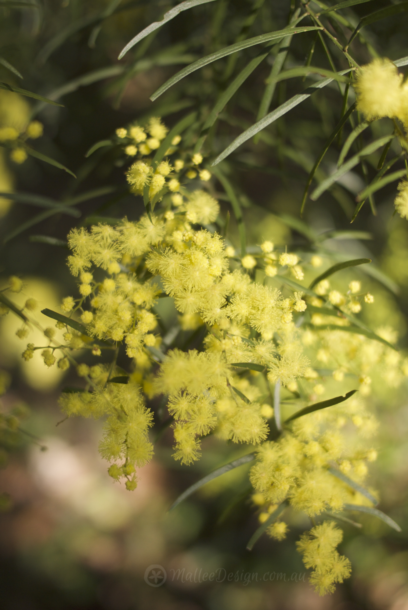Happy National Wattle Day!