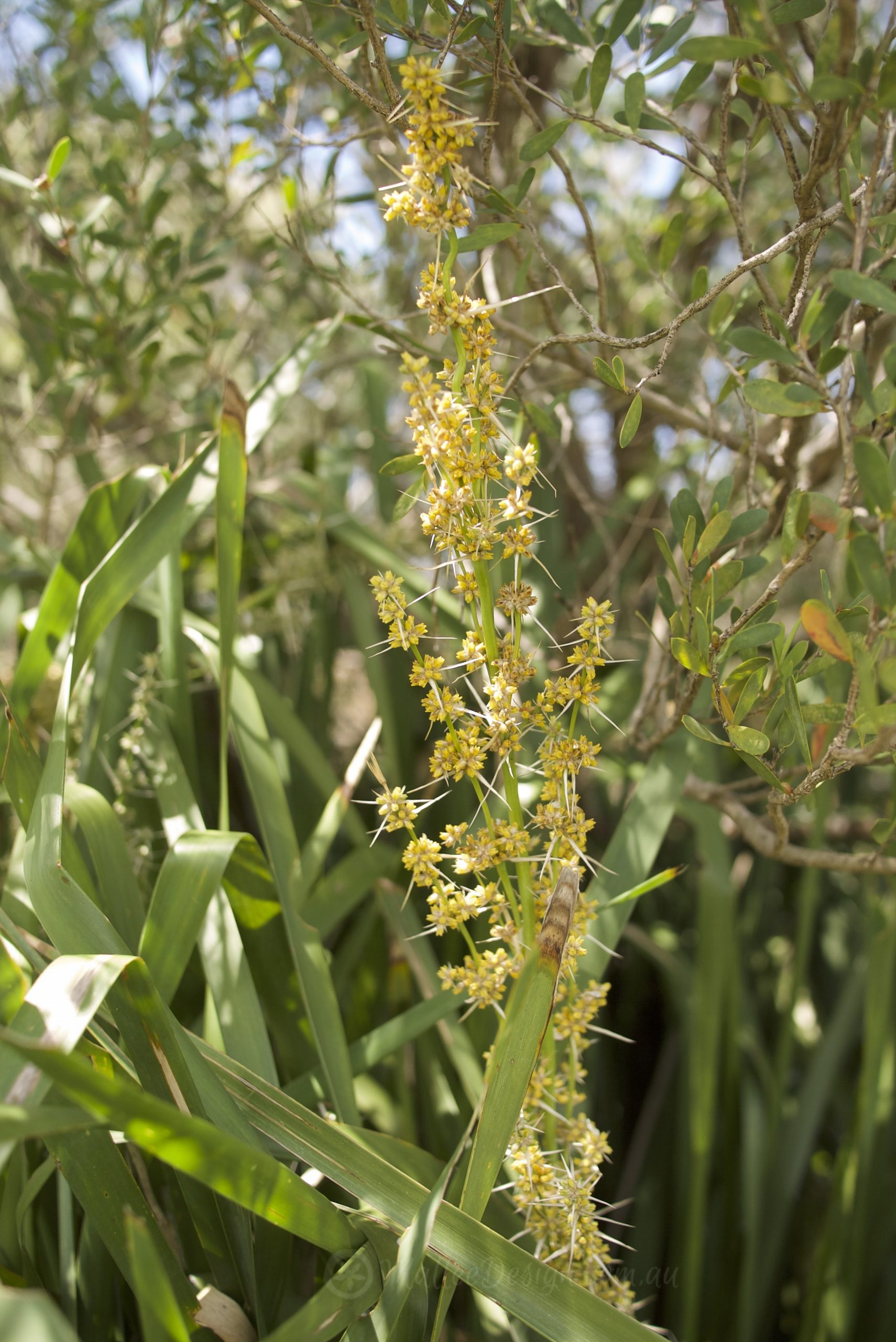 A tough and useful Bushfood: Lomandra longifolia