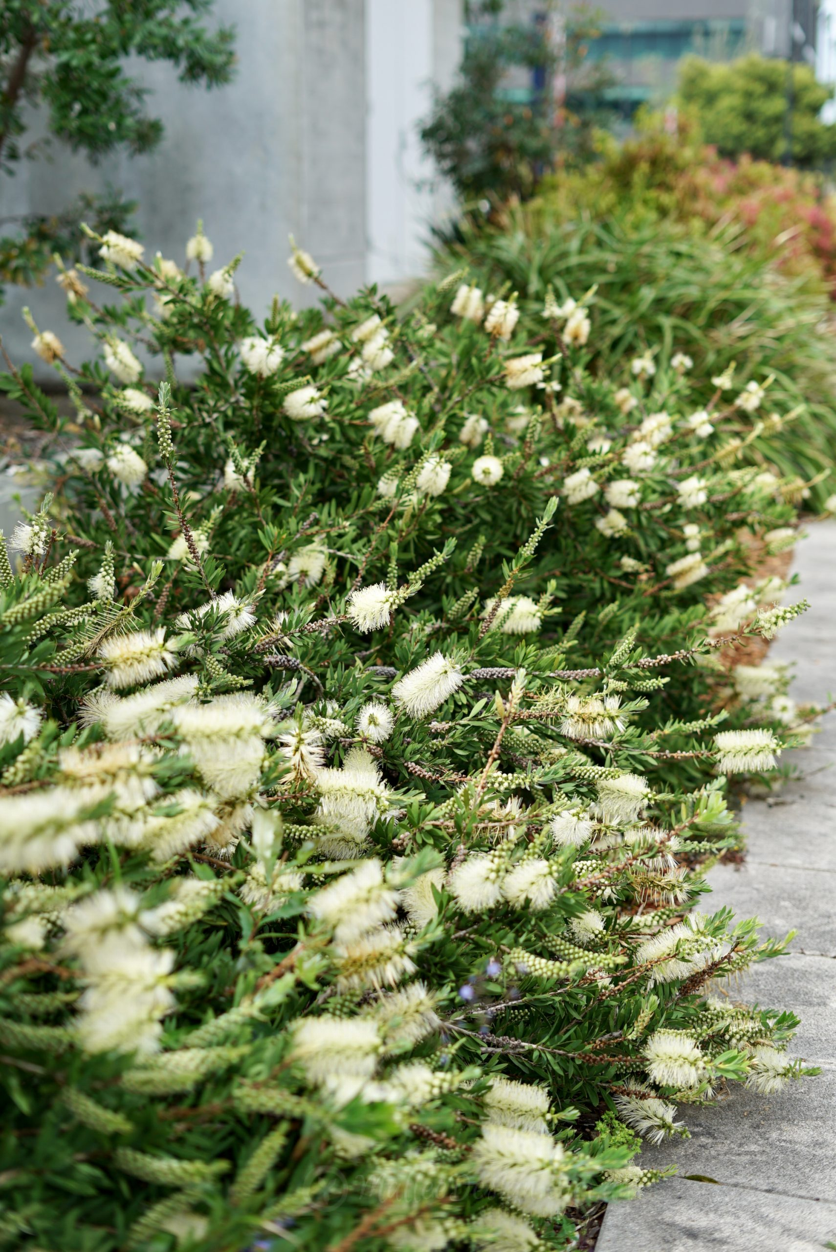 Try not to dismiss Callistemon ‘White Anzac’
