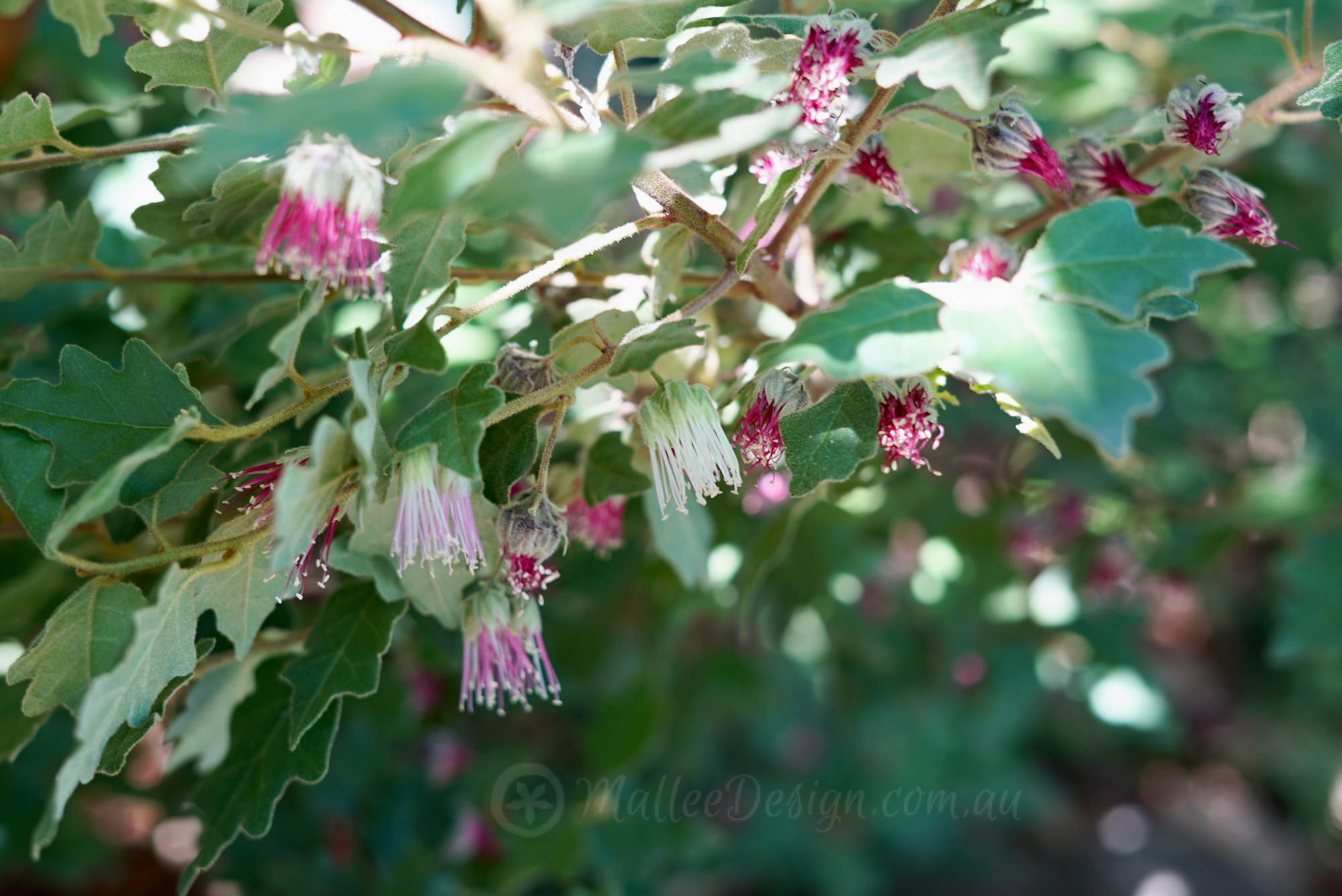 Chorilaena quercifolia: Another WA toughie