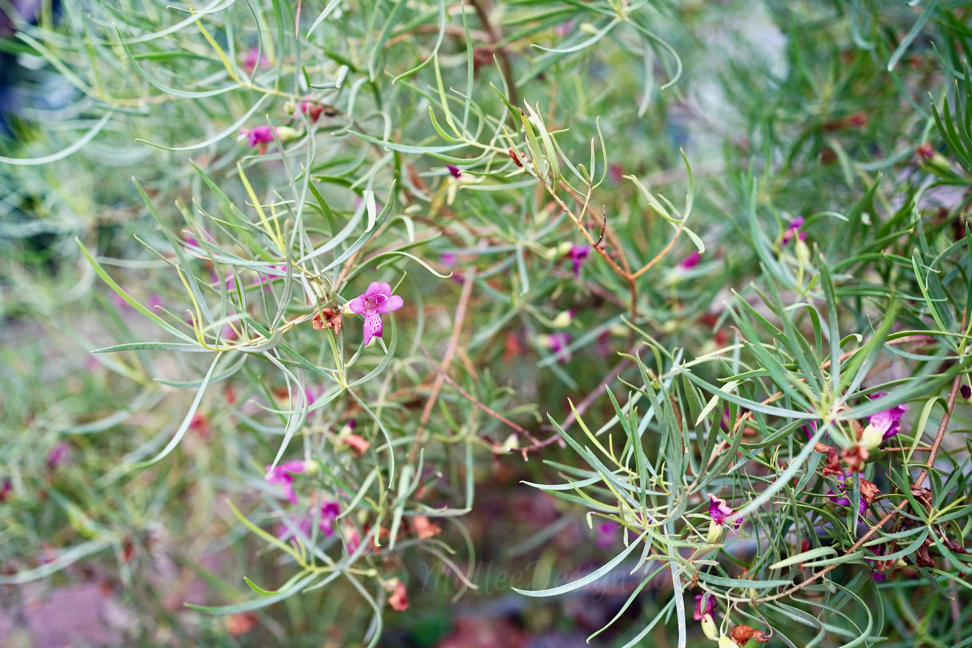 Emu Bush Challenge No. 10: Eremophila ‘Meringur Crimson’