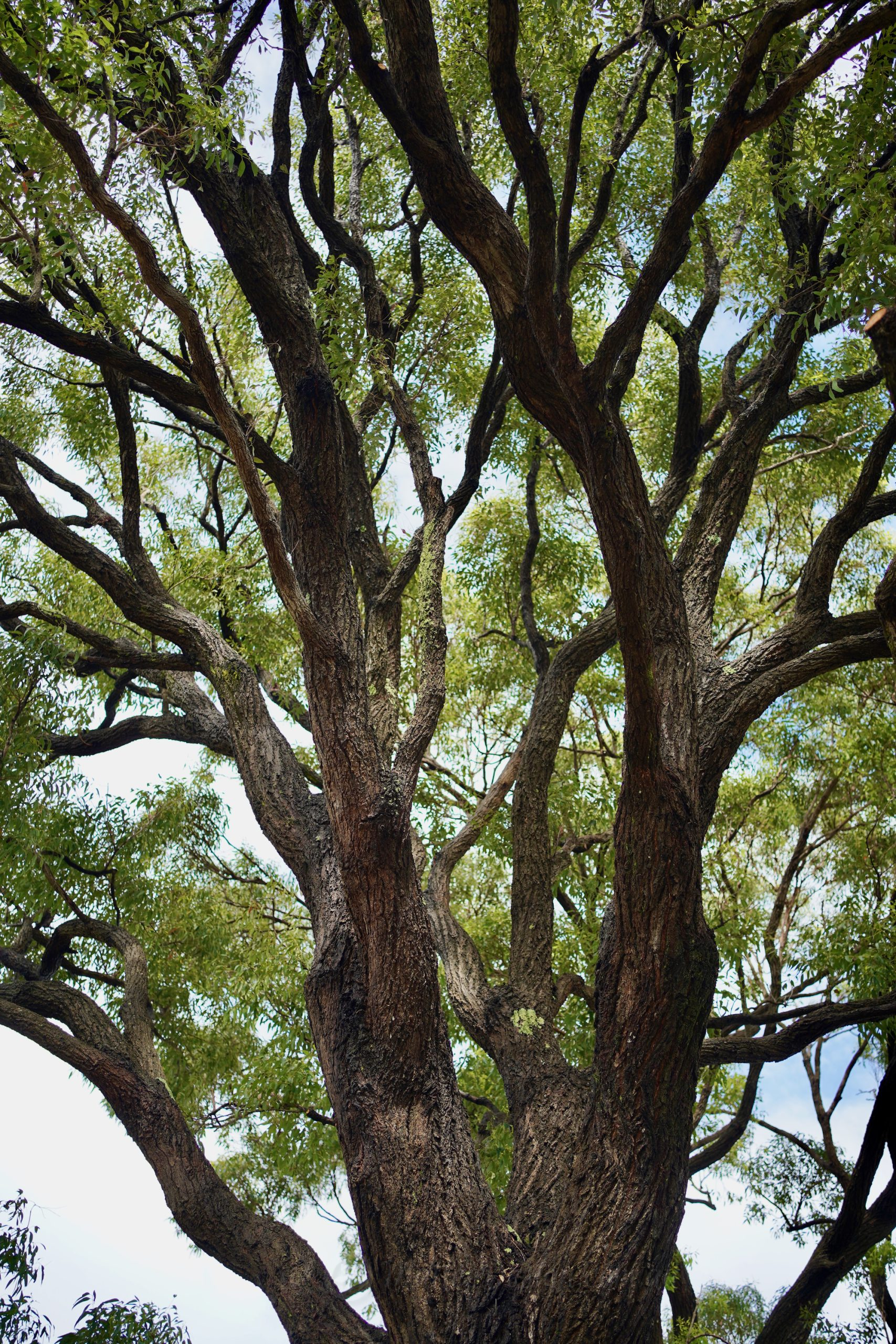 Happy 10th Eucalyptus Day: Eucalyptus paniculata