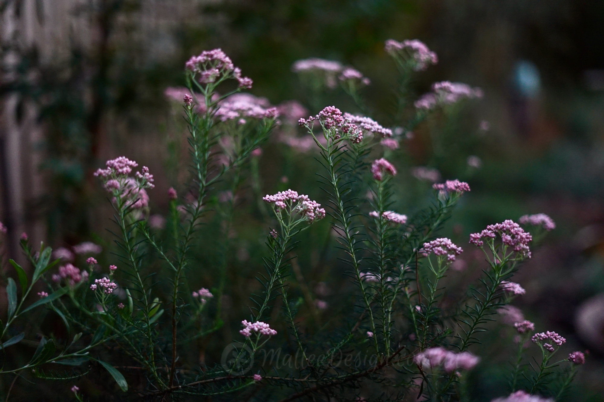 The constantly evolving beauty of Ozothamnus diosmifolius