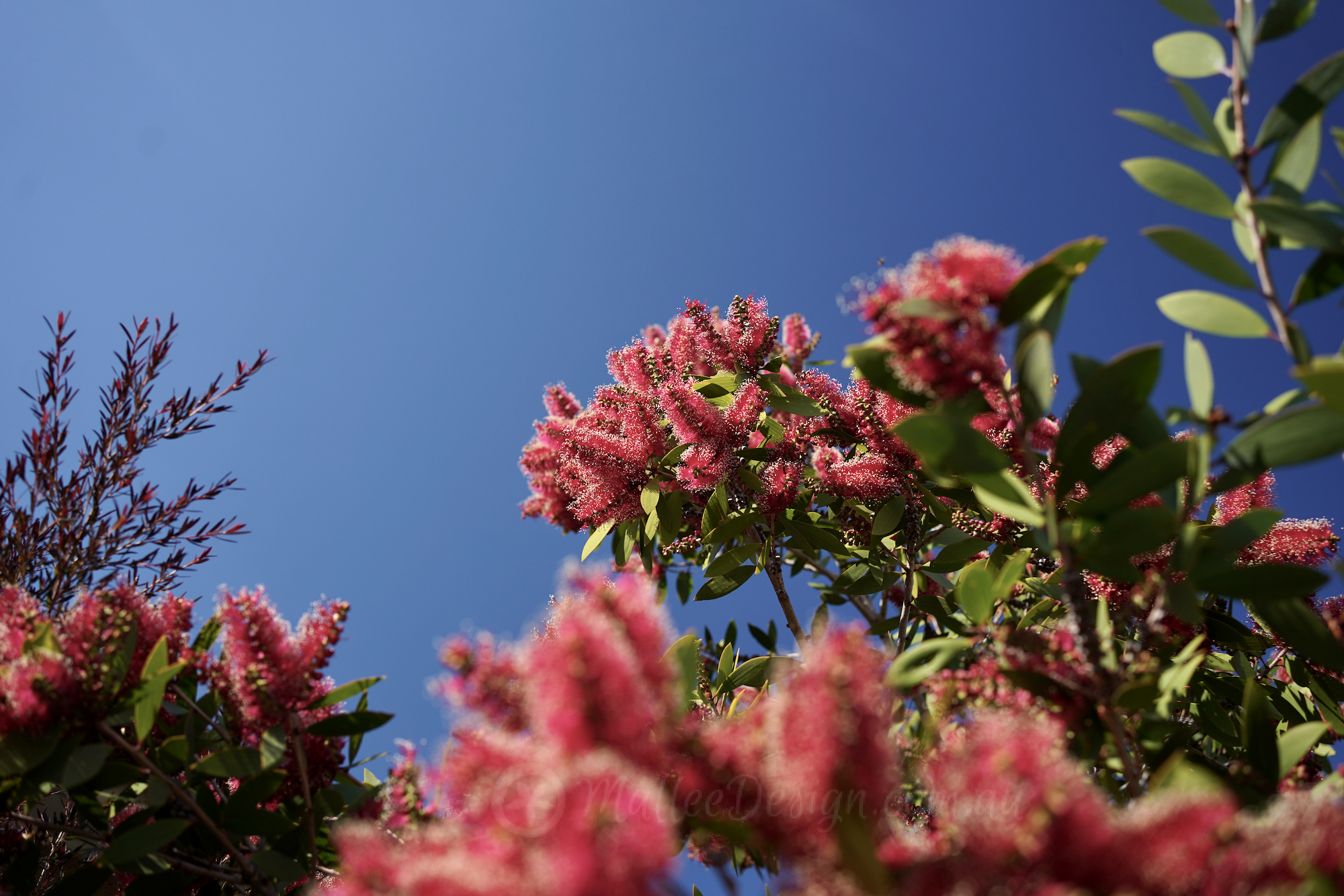 Who can resist ? Melaleuca ‘Candy Sparkles’